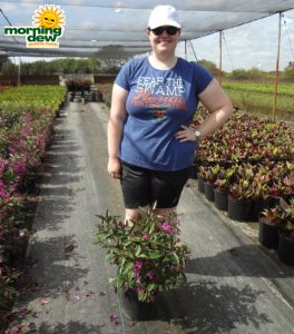 Shooting Star flower