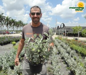 Succulents Kalanchoe Assorted