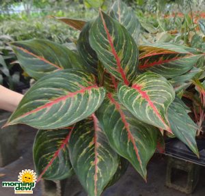 Aglaonem aRed Emerald chinese evergreen