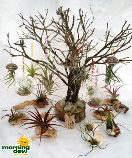 Bromeliad Tillandsia Exotic Assortment