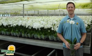 Orchid Phalaenopsis White