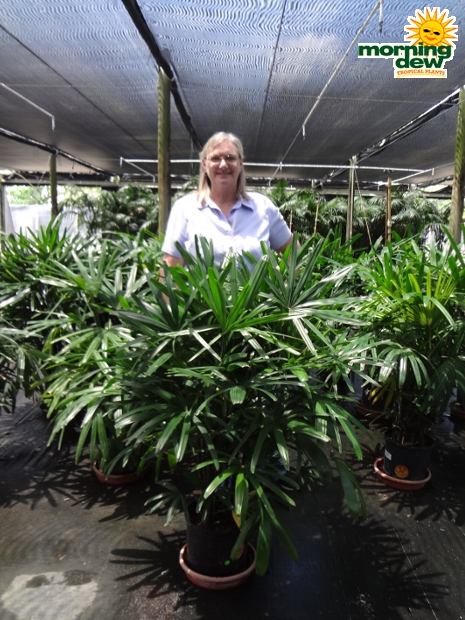 Palm Rhapis Hawaiian