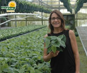 Philodendron Cordatum