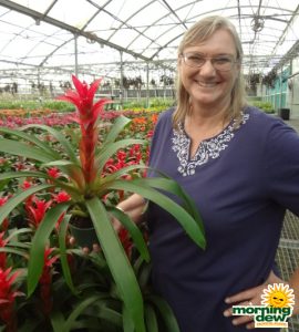 Bromeliad Guzmania Flame