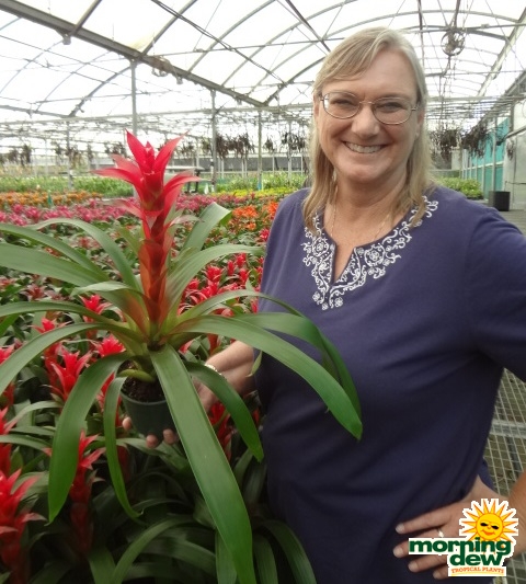 Bromeliad Guzmania Flame