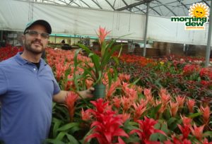 Bromeliad Guzmania Peach