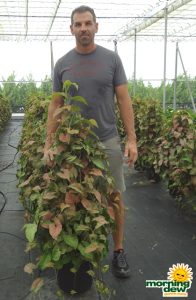 Pyramid Nephthytis syngonium