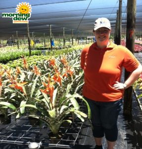 Bromeliad Aechmea Chantinii