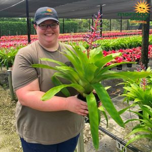 Bromeliad Aechmea Del Mar 6 in