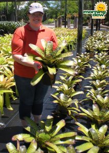 Bromeliad Neoregelia Dragon