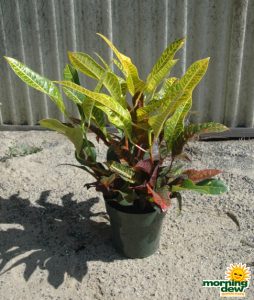 Croton AFD
