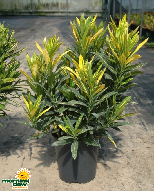 Croton Sunny Star