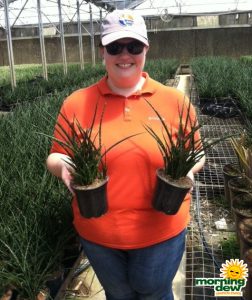 Sansevieria Fernwood snake plant