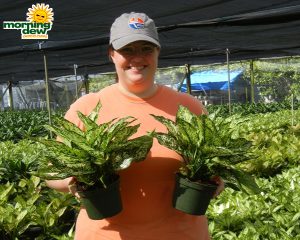 Aglaonema Spring Snow chinese evergreen