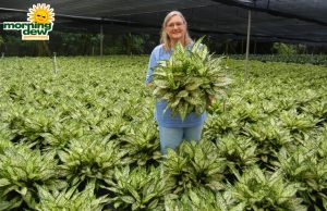 Aglaonema Spring Snow chinese evergreen