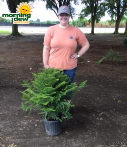 Araucaria Norfolk Island Pine