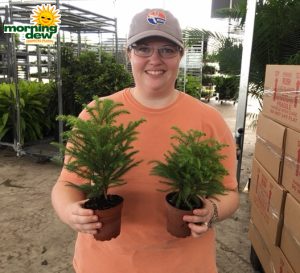 Araucaria Norfolk Island Pine