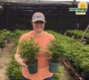 Araucaria Norfolk Island Pine