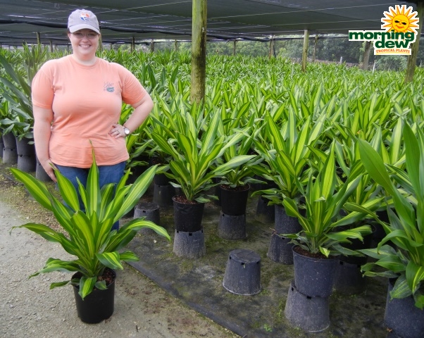 Dracaena Giganta