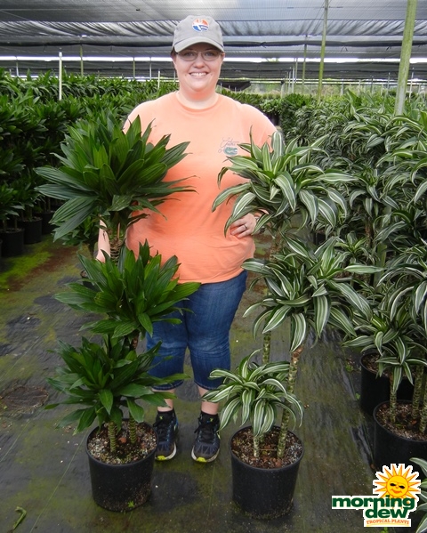 Dracaena Green Jewel Cane Jade Jewel Cane