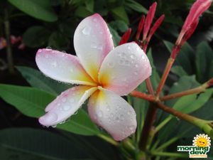Plumeria Bloom flower frangipani
