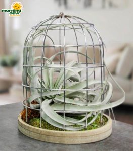 LiveTrends House of Air