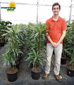 Dracaena Warneckii Cane