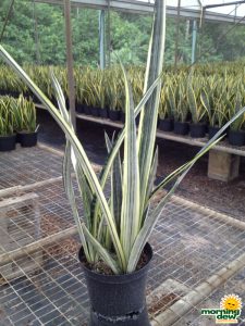 Sansevieria Bantels Sensation snake plant