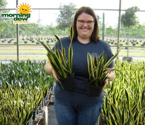 Sansevieria Black Gold Extreme snake plant