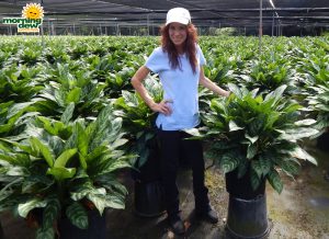 Aglaonema Mary Ann 14 in