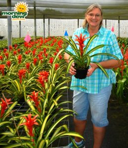 Bromeliad Guzmania Jim & Tony