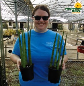 Sansevieria Cylindrica snake plant
