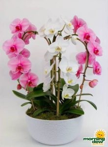 Orchid phalaenopsis Fountain