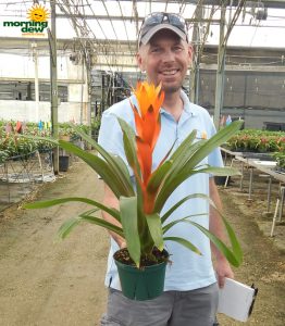 Bromeliad Guzmania Variada 5 in