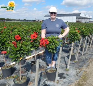 Hibiscus Exotic Hollywood tree
