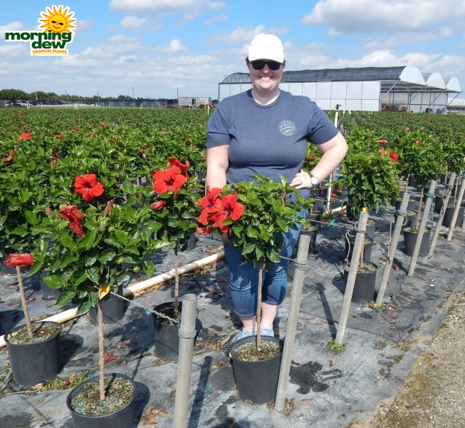 Hibiscus Exotic Hollywood tree