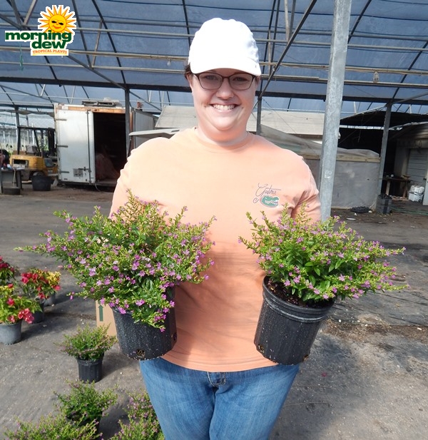 Cuphea Mexican Heather
