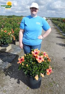 Hibiscus Bush Fiesta