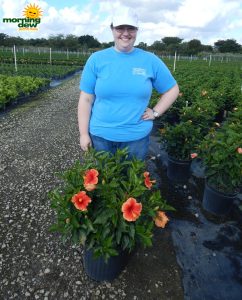 Hibiscus Bush Florida Sunset
