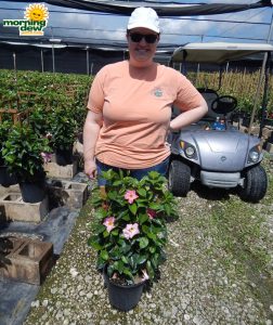 Mandevilla Pink Blushing