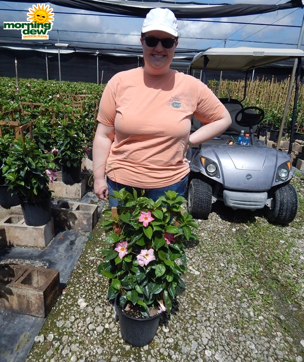Mandevilla Pink Blushing
