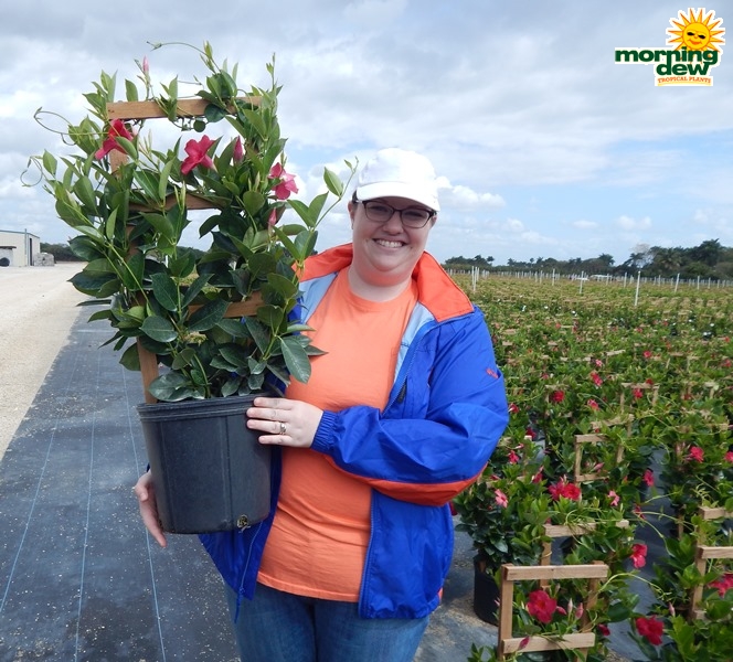 Mandevilla Pink Raspberry Kiss