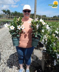 Mandevilla White