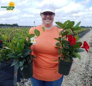 Mandevilla White Red Emperor