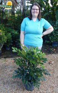 Radermachera Dwarf Tree Jasmine