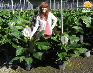 Spathiphyllum Crystal 10 in