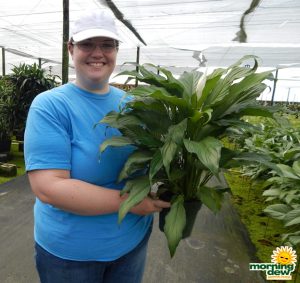 Spathiphyllum Platinum Mist peace lily