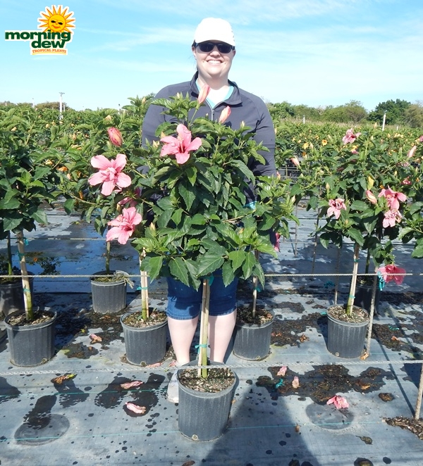 Hibiscus double pink tree