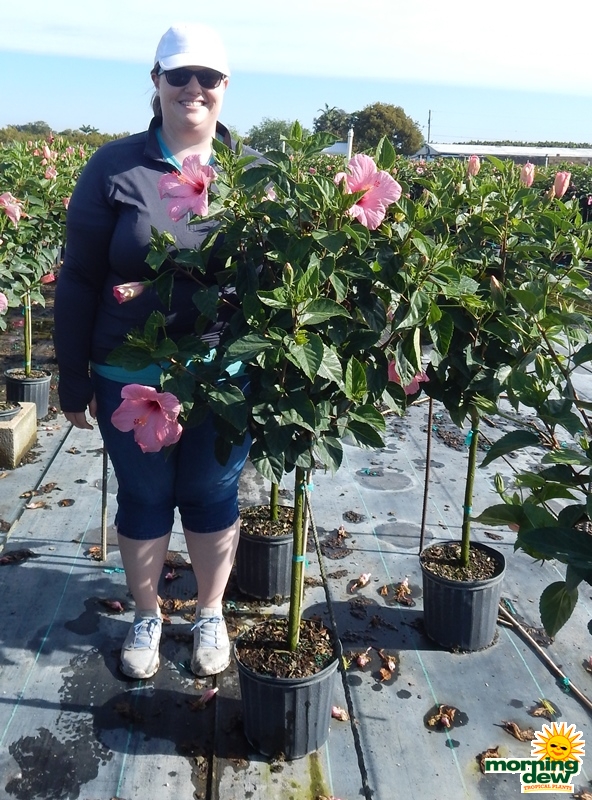 Hibiscus pink tree