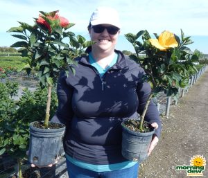 Hibiscus Red Yellow tree